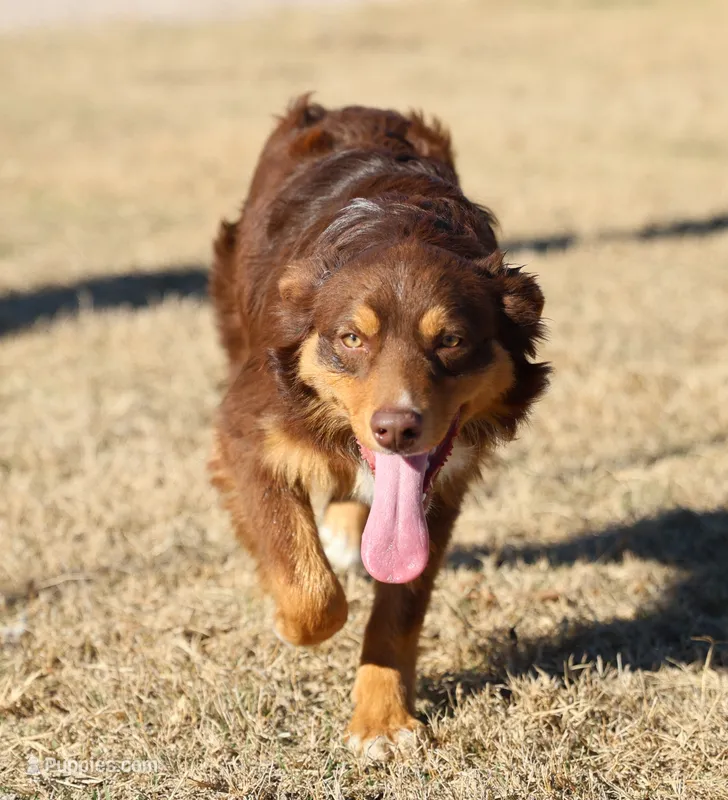 Penny - Red Tri Male 1 – Miniature Australian Shepherd puppy for sale in Lawton, OK