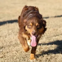 Penny - Red Tri Male 1, a male Miniature Australian Shepherd for sale in Lawton, OK – Photo 4 of 10