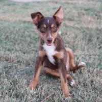 Penny - Red Tri Male 1, a male Miniature Australian Shepherd for sale in Lawton, OK – Photo 5 of 10