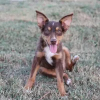 Penny - Red Tri Male 1, a male Miniature Australian Shepherd for sale in Lawton, OK – Photo 9 of 10