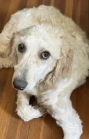 Zoe - Apricot Parti Female 2, a female Bernedoodle for sale in Lawton, OK – 5 of 7