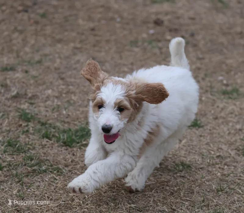 Zoe - Apricot Parti Female 1 – Bernedoodle puppy for sale in Lawton, OK