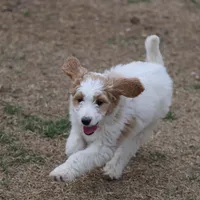 Zoe - Apricot Parti Female 1, a female Bernedoodle for sale in Lawton, OK – Photo 3 of 8