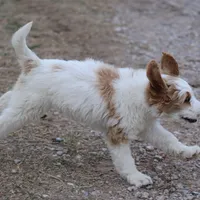 Zoe - Apricot Parti Female 1, a female Bernedoodle for sale in Lawton, OK – Photo 4 of 8