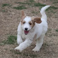 Zoe - Apricot Parti Female 1, a female Bernedoodle for sale in Lawton, OK – Photo 1 of 8