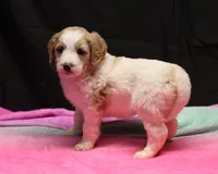 Zoe - Apricot Parti Female 1, a female Bernedoodle for sale in Lawton, OK – Photo 8 of 10