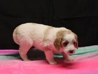 Zoe - Apricot Parti Female 1, a female Bernedoodle for sale in Lawton, OK – Photo 9 of 10