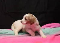 Zoe - Apricot Parti Female 1, a female Bernedoodle for sale in Lawton, OK – Photo 7 of 10