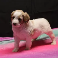 Zoe - Apricot Parti Female 1, a female Bernedoodle for sale in Lawton, OK – Photo 7 of 8