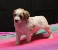 Zoe - Apricot Parti Female 1, a female Bernedoodle for sale in Lawton, OK – Photo 4 of 10