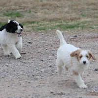 Zoe - Apricot Parti Female 1, a female Bernedoodle for sale in Lawton, OK – Photo 2 of 8