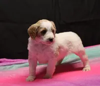 Zoe - Apricot Parti Female 1, a female Bernedoodle for sale in Lawton, OK – Photo 3 of 10