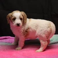 Zoe - Apricot Parti Female 1, a female Bernedoodle for sale in Lawton, OK – Photo 8 of 8