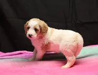 Zoe - Apricot Parti Female 1, a female Bernedoodle for sale in Lawton, OK – Photo 5 of 10