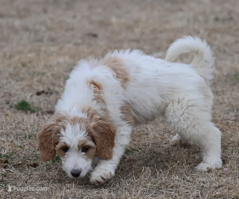 Zoe - Apricot Parti Female 1 – Bernedoodle puppy for sale in Lawton, OK