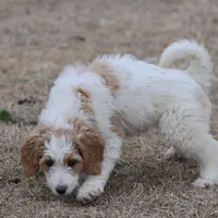Zoe - Apricot Parti Female 1, a female Bernedoodle for sale in Lawton, OK – Photo 5 of 8