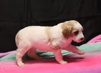 Zoe - Apricot Parti Female 1, a female Bernedoodle for sale in Lawton, OK – Photo 10 of 10