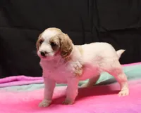 Zoe - Apricot Parti Female 1, a female Bernedoodle for sale in Lawton, OK – Photo 2 of 10