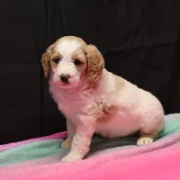 Zoe - Apricot Parti Female 1, a female Bernedoodle for sale in Lawton, OK – Photo 6 of 8