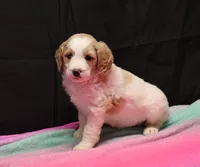 Zoe - Apricot Parti Female 1, a female Bernedoodle for sale in Lawton, OK – Photo 1 of 10
