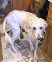 Zoe - Apricot Parti Female 2, a female Bernedoodle for sale in Lawton, OK – 4 of 7
