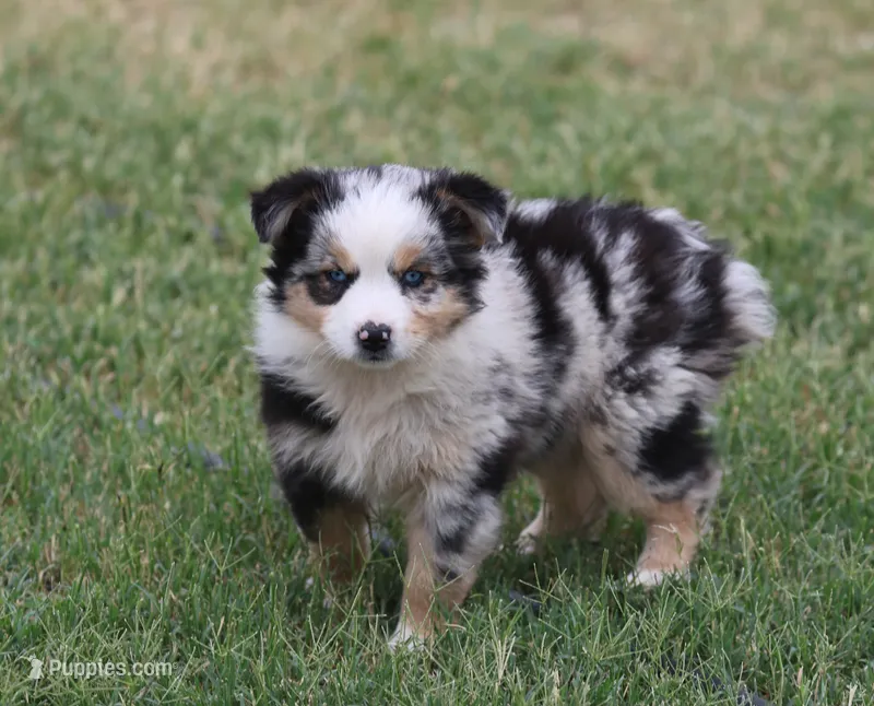 Oakley - Blue Merle Female 3 – Miniature Australian Shepherd puppy for sale in Lawton, OK