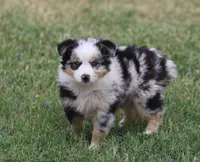Oakley - Blue Merle Female 3, a female Miniature Australian Shepherd for sale in Lawton, OK – 1 of 10