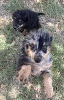 Freckles - Blue Merle Male 1, a male Miniature Aussiedoodle for sale in Lawton, OK – 8 of 10