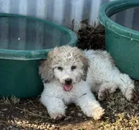 CT - Merle Parti Female, a female Goldendoodle for sale in Lawton, OK – 1 of 10