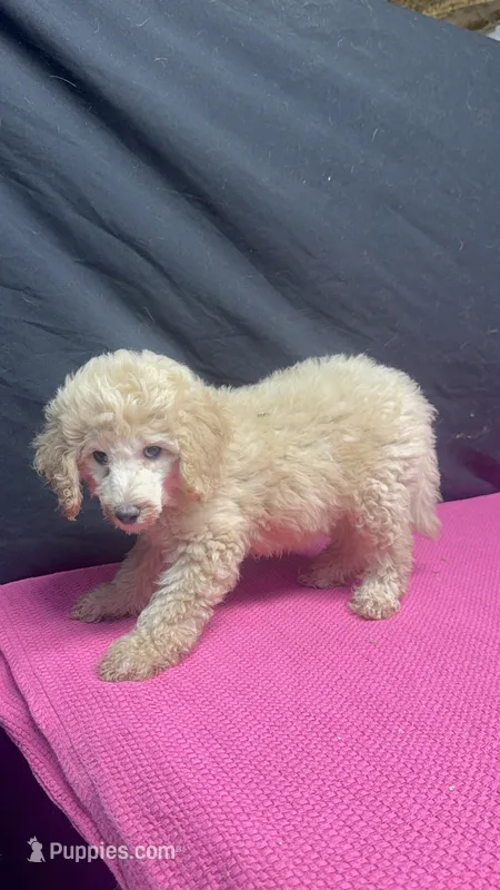 Tiffany - Cream Female – Goldendoodle puppy for sale in Lawton, OK