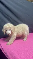 CT - Cream Female, a female Goldendoodle for sale in Lawton, OK – 3 of 10