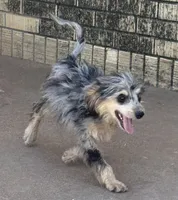 Freckles - Blue Merle Male 2, a male Miniature Aussiedoodle for sale in Lawton, OK – 9 of 10