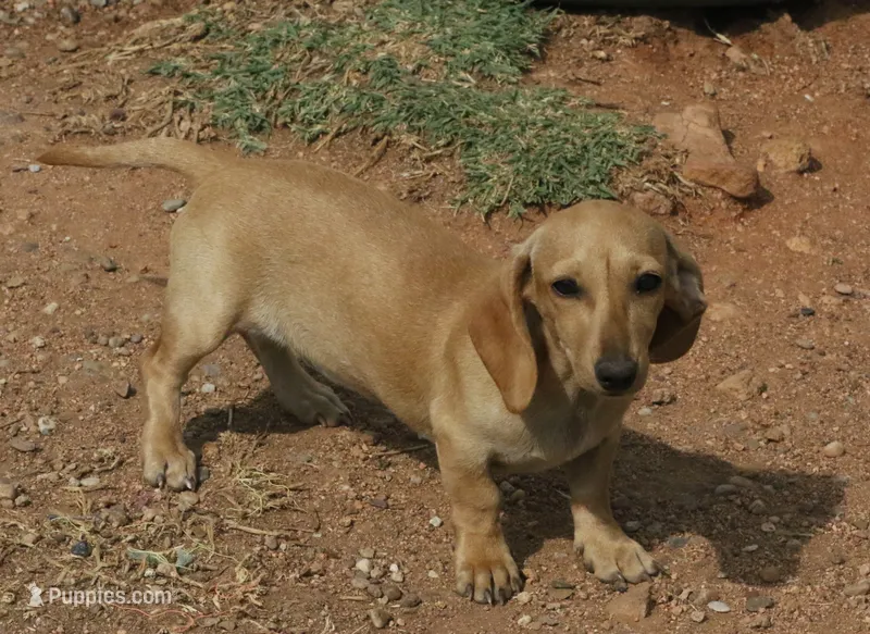 Audi - Cream Female – Miniature Dachshund puppy for sale in Lawton, OK