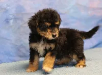 Freckles - Black Phantom Male 1, a male Miniature Aussiedoodle for sale in Lawton, OK – 6 of 10