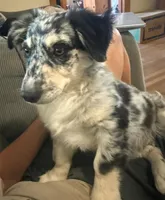 Blair - Blue Merle Male 1, a male Miniature Australian Shepherd and Miniature Bernedoodle for sale in Lawton, OK – 4 of 8