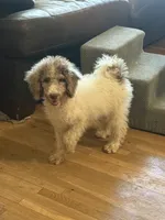 Tiffany- Merle Parti Female 1, a female Goldendoodle for sale in Lawton, OK – 4 of 6