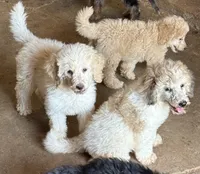 CT - Cream Parti Female, a female Goldendoodle for sale in Lawton, OK – 7 of 10