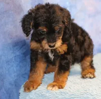 Freckles - Black Phantom Male 2, a male Miniature Aussiedoodle for sale in Lawton, OK – 5 of 10