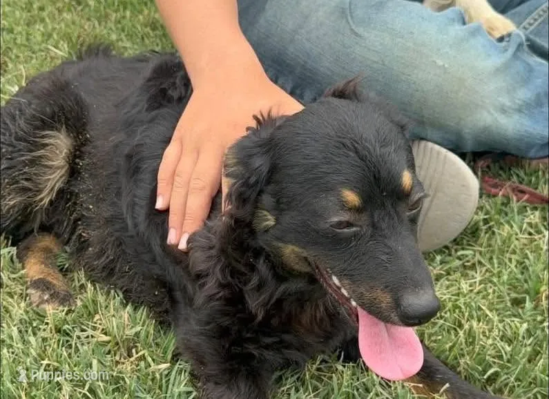 Briley -  Black Tri Female 2 – Miniature Aussiedoodle puppy for sale in Lawton, OK