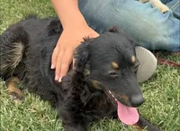Briley -  Black Tri Female 2, a female Miniature Aussiedoodle for sale in Lawton, OK – 1 of 10
