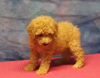 Tiffany - Cream Female, a female Goldendoodle for sale in Lawton, OK – 6 of 10