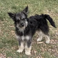Fluffy - Black Tri Male 1, a male Miniature Aussiedoodle for sale in Lawton, OK – 5 of 10