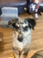 Blair - Blue Merle Male 1, a male Miniature Australian Shepherd and Miniature Bernedoodle for sale in Lawton, OK – 2 of 8