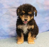 Freckles - Black Phantom Male 1, a male Miniature Aussiedoodle for sale in Lawton, OK – 5 of 10
