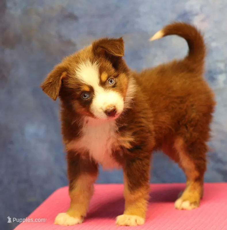 Reddy – Miniature Australian Shepherd puppy for sale in Lawton, OK