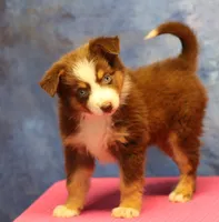 Reddy, a female Miniature Australian Shepherd for sale in Lawton, OK – 1 of 8