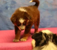 Reddy, a female Miniature Australian Shepherd for sale in Lawton, OK – 4 of 8