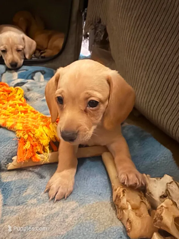 Audi - Cream Male – Miniature Dachshund puppy for sale in Lawton, OK