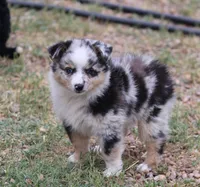 Oakley - Blue Merle Female 1, a female Miniature Australian Shepherd for sale in Lawton, OK – 2 of 8