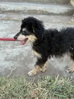 Freckles - Black Phantom Male 1, a male Miniature Aussiedoodle for sale in Lawton, OK – 5 of 10